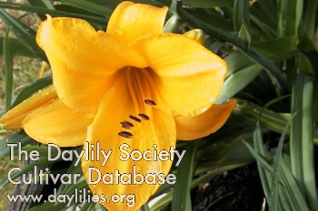 Daylily Sparkling Orange